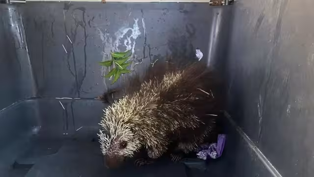 La recomendación es no acercarse a las especies y llamar al 911.