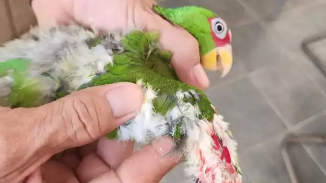 El proyecto indicó que es necesario que aumenten las penas mínimas para traficantes con el objetivo de inhibir la captura de loros