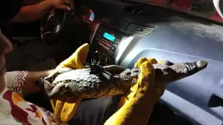 Las lluvias trajeron un visitante inesperado: un cocodrilo en Fertimex
