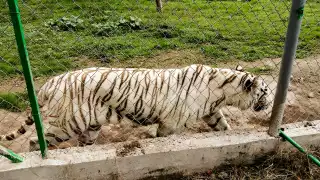 En un principio se creyó que el tigre pudo haber escapado