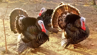 Thanksgiving: ¿Por qué se come pavo el Día de Acción de Gracias?