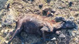 El ataque ocurrió por la mañana, cuando los dueños fueron a alimentar a sus animales y encontraron varios muertos.