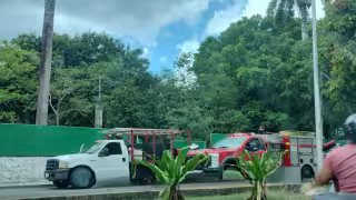 Los insectos estaban alojados dentro de un tronco seco, en el área de estacionamiento del hospital, el cual fue derribado