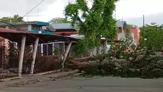 Ventarrón tira un árbol de Ramón