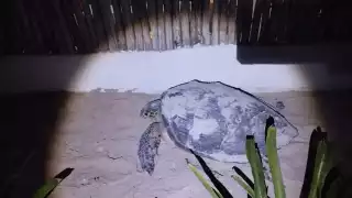 La tortuga carey se encontraba en perfecto estado de salud