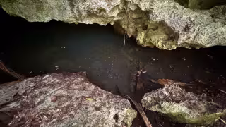 Vecinos denuncian tala y contaminación en cenotes de Playa del Carmen