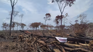 Clausuran 205 hectáreas de selva en Champotón por cambio ilegal de uso de suelo