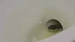 Culebra sorprende a campechanos en el inodoro del Burger King