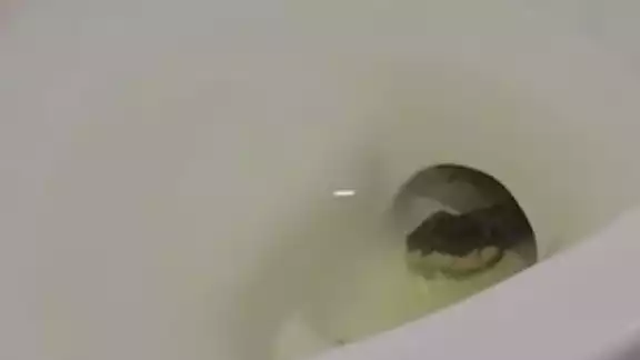 Captan culebra en baño de Burger King Captan culebra en baño de Burger King