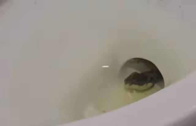 Captan culebra en baño de Burger King