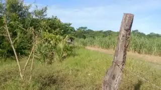 Denuncian robo de ganado en Seybaplaya: Hallan destazado un semental de 800 kilos 