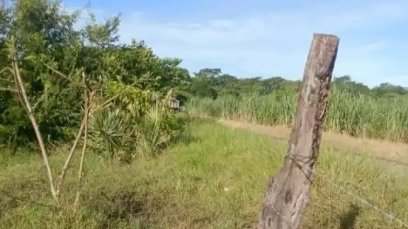 Un semental de 800 kilogramos fue robado y hallado destazado cerca de una parcela