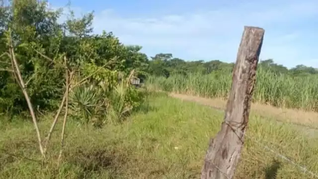 Un semental de 800 kilogramos fue robado y hallado destazado cerca de una parcela