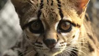   Los antiguos mayas lo nombraron sak xikin: El extraordinario felino acróbata que habita en Yucatán   