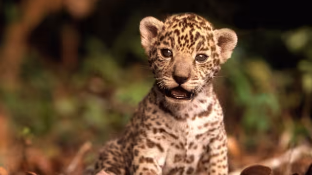 Llegó la oportunidad de que cada persona descubra la cría de animal yucateco que la representa