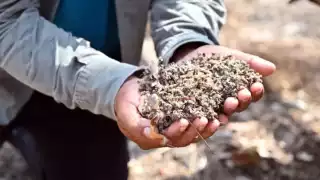 Campeche y Yucatán, en emergencia sanitaria y ambiental por contaminación