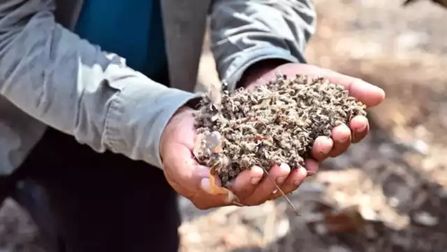 Colectivo maya exige justicia ambiental en regiones contaminadas