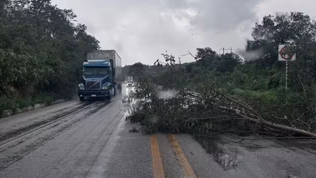 Algunos árboles caídos bloquearon algunas vías.