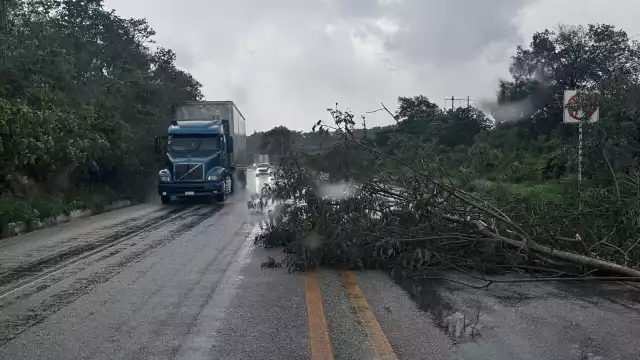 Algunos árboles caídos bloquearon algunas vías.
