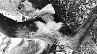 Maltrato animal en Campeche: caso vinculado a violencia familiar