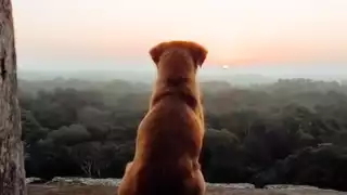 Perritos de Chichén Itzá, los guardianes de la gran pirámide maya 
