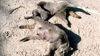 Envenenamiento de animales en Holbox alerta a habitantes; buscan al responsable 