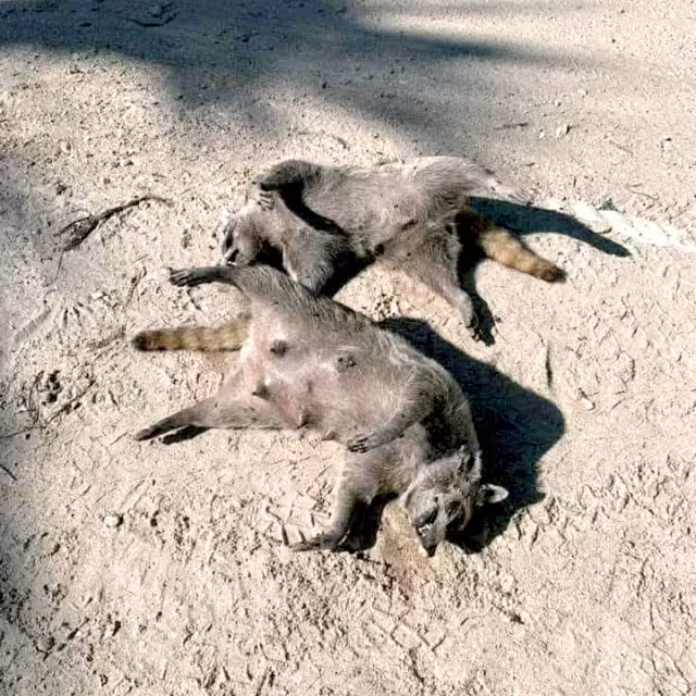 Habitantes piden a las autoridades investigar las muertes de los animales