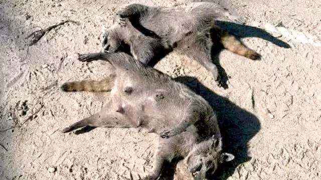 Habitantes piden a las autoridades investigar las muertes de los animales