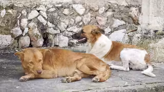 Alertan por la presencia de comida con navajas para perritos de la calle al Norte de Mérida