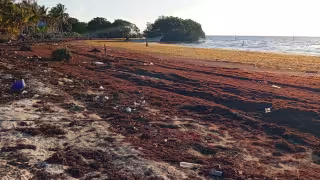 Pobladores de Isla María Elena enfrentan invasión de sargazo y exigen la construcción de un atracadero