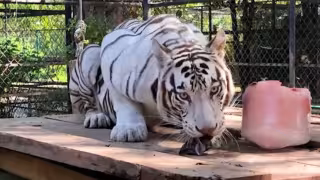 Tigresa blanca deja el Centenario para iniciar nueva etapa en el felinario Balam Balam