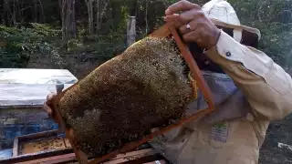 Trabajadores del sector confían en que se tenga este año un buen precio y demanda de este producto