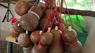 Siembra de calabazo, el “Yeti yucateco”, queda en el olvido; ya ningún campesino se dedica a su cultivo