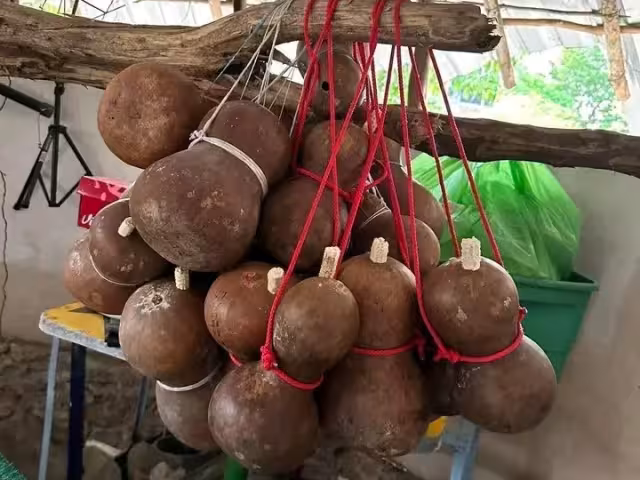 Actualmente ya casi ningún campesino se dedica a su cultivo