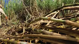 Prevén menor producción de zafra en 2025 en la zona sur de Quintana Roo