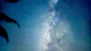 Tours de bioluminiscencia disminuye en Holbox; solo  un 70% sigue operando