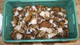 Inicia la veda de langosta en Yucatán: se prohibe su captura hasta el 30 de junio