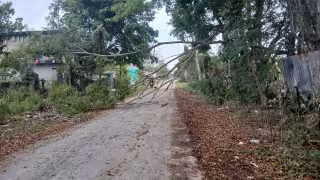 Frente frío provoca caída de árbol y riesgo en calle 34 de Escárcega