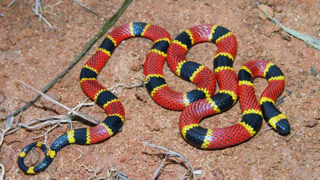 Un niña de 11 años es trasladada de emergencia al hospital después de ser atacada por una serpiente