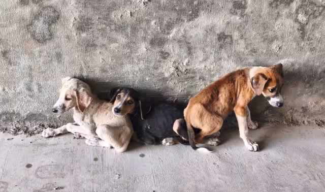 Perritos sobrevivieron al abandono y esperan adopción en Dzitbalché