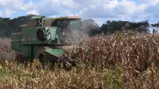 Hopelchén inicia trilla de maíz con producción récord de 300 mil toneladas