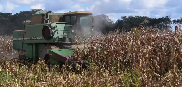 Hopelchén inicia trilla de maíz en 60 mil hectáreas con producción estimada de 300 mil toneladas.