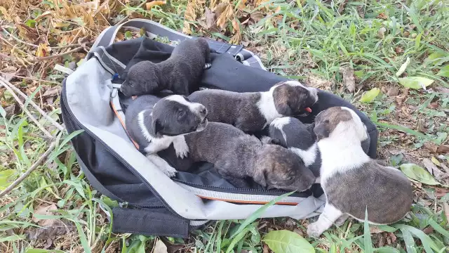 Al menos siete lomitos bebés fueron localizados en un parque del oriente de Mérida