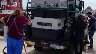 Refugio Alma Verde de Holbox evacua más de 50 mascotas por el huracán “Milton"