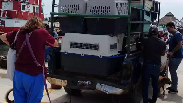 Refugio Alma Verde de Holbox evacua más de 50 mascotas por el huracán “Milton"