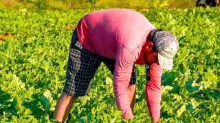Además de no alcanzar las 30 toneladas por hectáreas que se esperaban, la calidad de las frutas fue muy deficiente