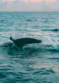 Los delfines fueron captados desde una embarcación cerca de la marina de Yucalpetén