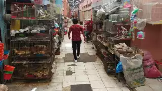 Aplicarán nuevo reglamento en el mercado Lucas de Gálvez de Mérida por la venta de animales