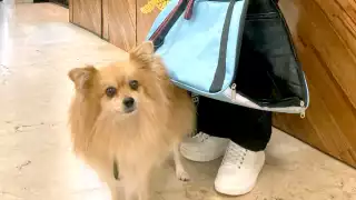 María Pérez dio a conocer que esta es la primera vez que su peluda vuela con ella; al principio pensó que sería complicado por los trámites