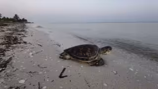 La fuerte sanción que podrías enfrentar si dañan un nido de tortuga en playas de Yucatán